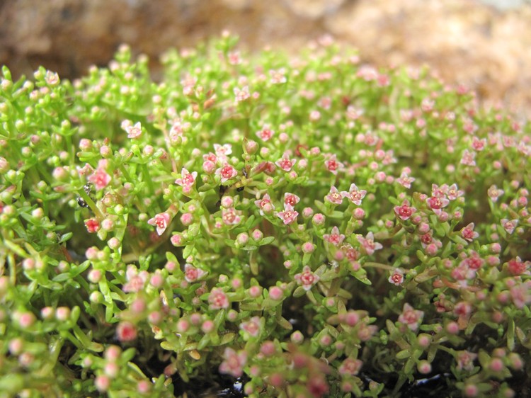 Crassula vaillantii
